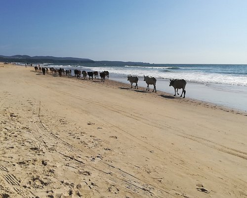 Shikara Beach Resort / Южный Гоа — фото 3